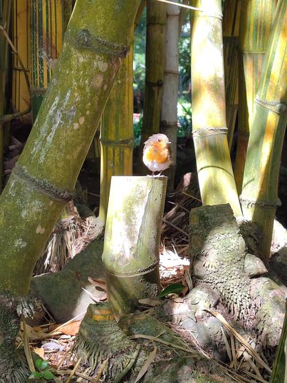 Small bird sitting in a bamboo grove.
