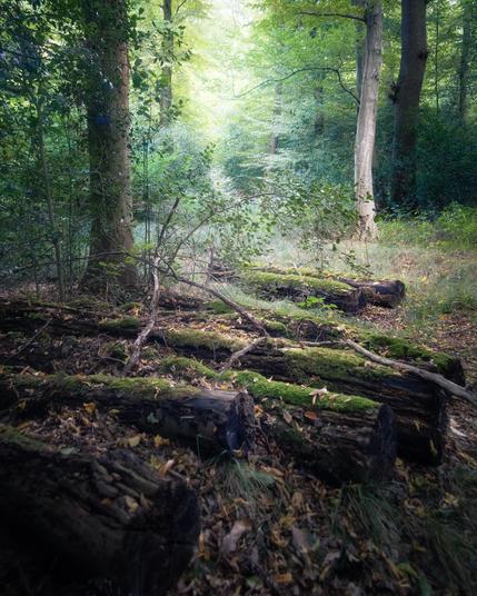 The image depicts a forest floor covered in fallen trees, characterized by the presence of moss and leaves on the ground. The scene is illuminated by sunlight filtering through the trees.