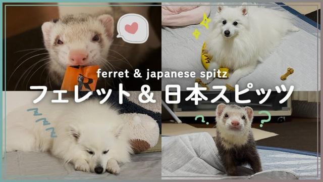 フェレット&日本スピッツの日常🐾 - ferret & japanese spitz 🐾