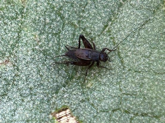 Closeup of a little black cricket on a green leaf covered with pale fuzziness.