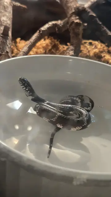 The image shows a snake in a white plastic container filled with water. The snake has a dark body with white spots and a distinctive pattern. Its head is raised above the water, and its body is coiled within the container. The background features branches and a substrate that resembles dried leaves or moss, suggesting a naturalistic enclosure. The lighting is soft, creating a calm atmosphere. The snake appears to be in a controlled environment, possibly for observation or care.