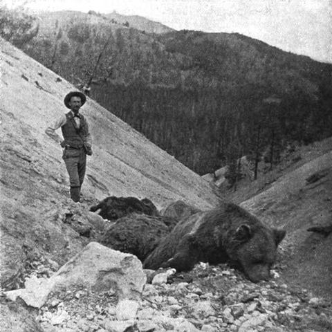 Carcasses d'ours au fond de Death Gulch (Yellowstone) en 1897. Les plantigrades ont probablement été asphyxiés par les émanations de dioxyde de carbone. Photo Thomas Jaggar, publiée dans Popular Science Monthly, domaine public.