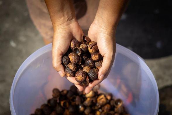 A pair of hands is poised over a bowl containing some brown nuts. The hands are cupped, holding more of the nuts and the shape the hands make is almost like a heart.