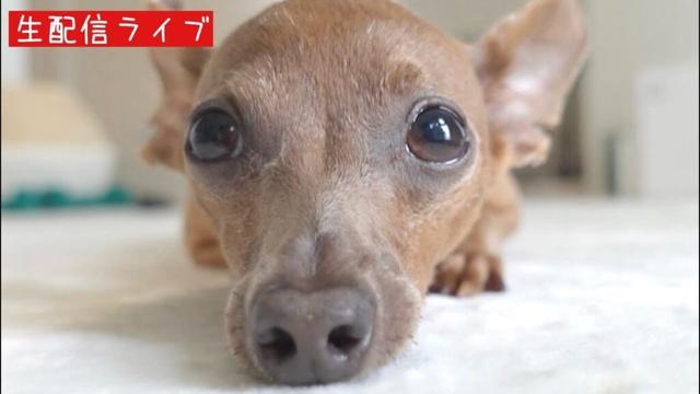 レイス君の粉瘤、目の上のポチのご報告と雑談（皆さんからの質問なども）