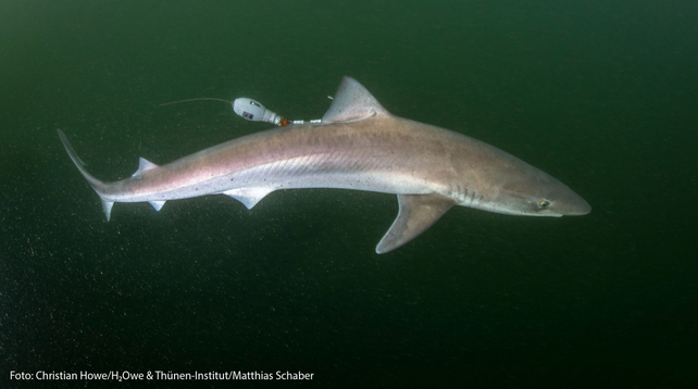 Ein Hundshai schwimmt durch trübes Wasser. An seiner Flosse ist ein runder Sender befestigt.