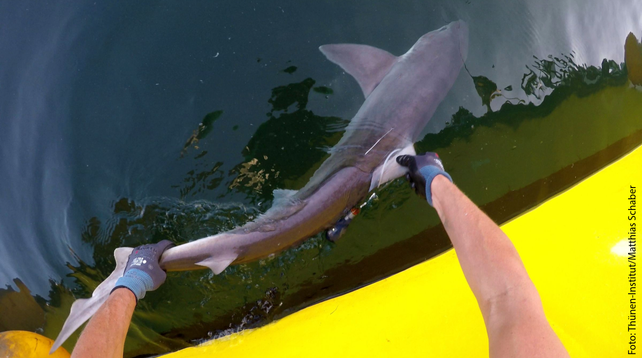 Zwei Hände halten die Flossen eines Hundshais und setzen ihn aus einem gelben Boot ins Wasser.