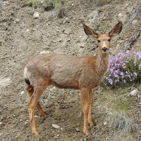 A photo of a mule deer, with the beginning stubs of antlers, standing on a steep, arid hill and looking directly at the camera. A small purple-flowered bush grows in the background.