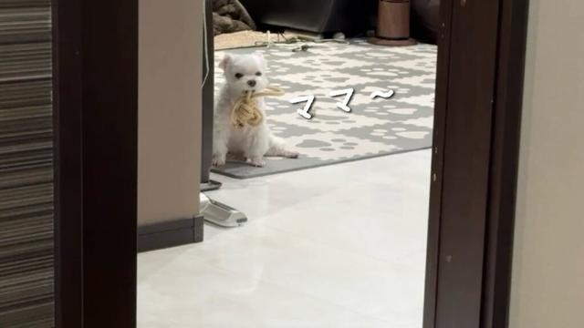 ママが気付くまで無言の圧を送り続けてくる犬