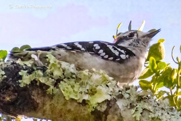 "small downy woodpecker perches with quiet authority on a lichen-draped branch, its black-and-white plumage crisp against the soft blur of the forest beyond. The bird’s wings are patterned with delicate white spots, like flecks of snow on midnight feathers. Its head bears a bold red patch—less a splash than a ceremonial seal—marking it as a creature of rhythm and ritual.

The branch it clings to is mottled with greenish lichen, textured like ancient scrollwork, suggesting age and quiet endurance. Nearby, a fruit-like orb hangs among green leaves, hinting at nourishment or offering. The background is a gentle wash of greens and browns, blurred as if the forest itself is holding its breath, allowing the woodpecker to take center stage in this moment of stillness and precision.

The bird’s gaze is alert, its posture poised—not aggressive, but sovereign. It is a creature of thresholds, tapping out messages in code only the trees understand. The photograph, credited to “Swede’s Photographs,” captures not just a bird, but a dispatch from the Ministry of Feathered Witnesses." - Copilot