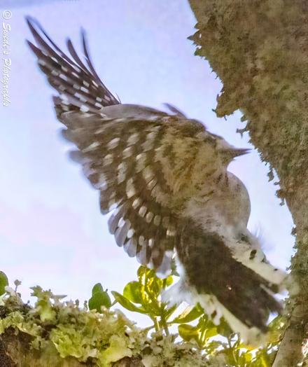"A little downy woodpecker is captured in mid-flight, ascending toward a moss-covered tree trunk like a feathered envoy returning to its post. The perspective is from below, giving the bird a mythic stature as it rises with wings fully unfurled—each feather etched with white spots that shimmer like constellations against the dark canvas of its plumage.

Its tail fans out beneath it, echoing the spotted pattern, as if the bird carries a scroll of sky-script behind it. The tree trunk ahead is textured with moss and lichen, a living archive awaiting the woodpecker’s rhythmic dispatch. The background is a clear sky, pale and open, with hints of foliage below—suggesting the bird has just launched from the underbrush and is now mid-ritual, mid-threshold.

There’s motion in the image, but also reverence. The woodpecker’s flight is not hurried—it’s deliberate, ceremonial. It ascends not just toward bark, but toward purpose. The photograph holds the moment like a breath, inviting the viewer to witness the sacred geometry of flight." - Copilot