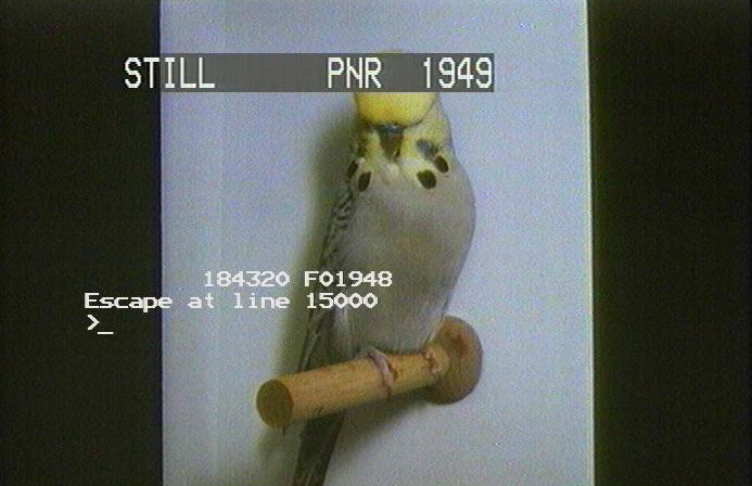 Still from the ECODISC, a bird on a perch.
