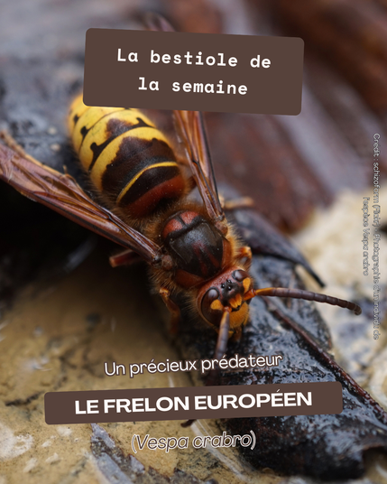 Image de présentation de la publication. Il y a une photographie d’un individu de l’espèce Vespa crabro en image de fond. Il y a les textes suivants par-dessus : "La bestiole de la semaine" ; “Un prédateur précieux" ; "Le frelon européen (Vespa crabro)”. Le crédit de la photo est indiqué dessus : schizoform (Flickr).
