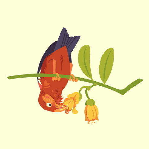 A painting of an 'i'iwi, or scarlet honeycreeper, standing upsidedown on Māmane and feeding on one of its yellow flowers.