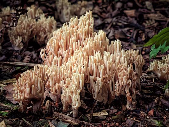 A close-up photograph of a cluster of light beige or pale yellow Coral Fungi (Ramaria species) growing out of dark, damp forest floor debris. The fungi have a highly branched, intricate, and textured structure resembling sea coral. The background is a mix of brown leaves, twigs, and dark soil, with a hint of dark green leaf on the right edge, all providing a moody contrast to the brightly lit fungus.