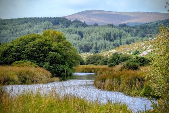 A serene landscape image showing a narrow river winding through tall, golden-brown grasses and dense green foliage. The river leads towards a gentle slope covered in thick evergreen forest, which meets a rockier, lighter-coloured hillside in the midground. A large, bare, heather-covered mountain dominates the background beneath a slightly overcast sky. The overall scene is lush, tranquil, and typical of an Irish upland valley.