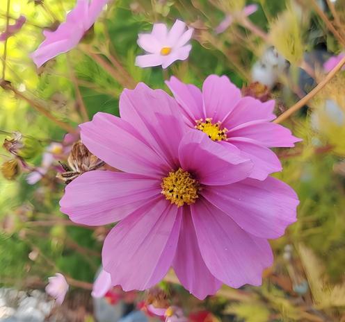 Close-up of two vibrant pink cosmos flowers, with yellow centers, in a garden setting, soft-focus background with a smaller similar flower.