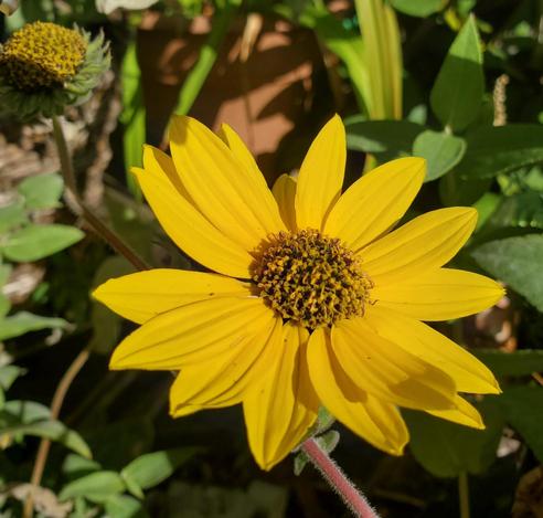 Close-up of a bright yellow, daisy-like flower with a dark brown center, surrounded by green leaves and a second flower bud; all in natural sunlight.
