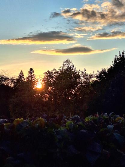 Depuis le Belvédère des Franciscains, qui jouxte le charmant jardin communautaire, on peut admirer de magnifiques couchers de soleil. J’ai capté l’un de ces instants — le soleil déclinant sur la végétation — et je le partage avec vous.
© 2025, Chartrand Saint-Louis, photographie