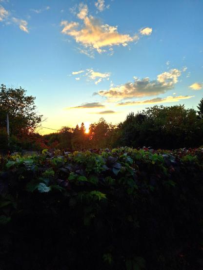 Depuis le Belvédère des Franciscains, qui jouxte le charmant jardin communautaire, on peut admirer de magnifiques couchers de soleil. J’ai capté l’un de ces instants — le soleil déclinant sur la végétation — et je le partage avec vous.
© 2025, Chartrand Saint-Louis, photographie