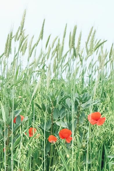 Auf dem Bild ist eine Wiese mit hohem grünen Getreide zu sehen. Zwischen den Halmen wachsen fünf leuchtend rote Mohnblumen, die sich deutlich vom satten Grün abheben. Der Hintergrund ist hell und wolkig, sodass die Pflanzen im Vordergrund besonders hervortreten. Das Bild wirkt sommerlich und natürlich.