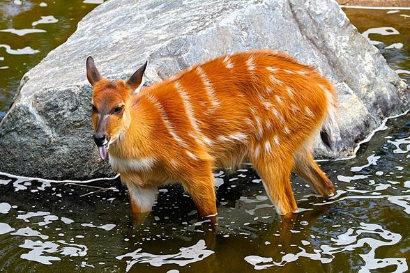 Description Provided by @marylandzoo: 
🥈 "Silly Sitatunga" by Stephen Murphy