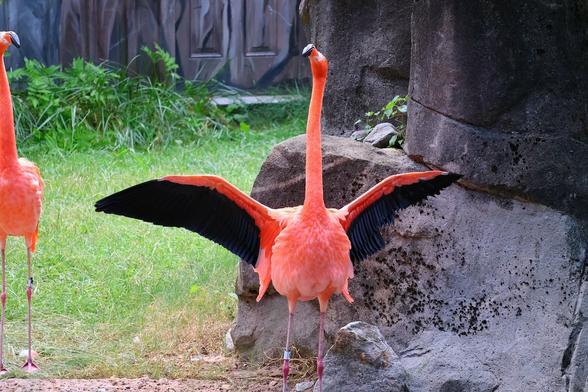 Description Provided by @marylandzoo: 
🥉 "Noisy Flamingo" by Emma Bush