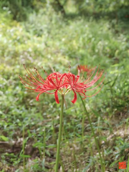 彼岸花さん咲き始めました。