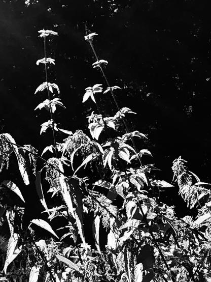 Hohe Brennnesseln im Licht mit dunklem Hintergrund.