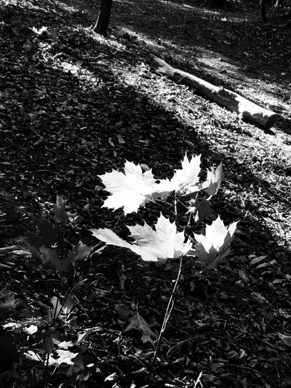 Junger Baum im Sonnenlicht.