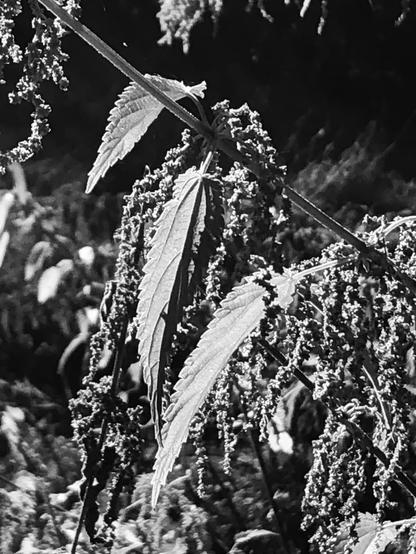 Brennnesseln, drei Blätter im Fokus mit Blüten drumherum.