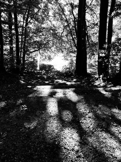 Durch Bäume fällt Licht. Hell-dunkel Kontraste.