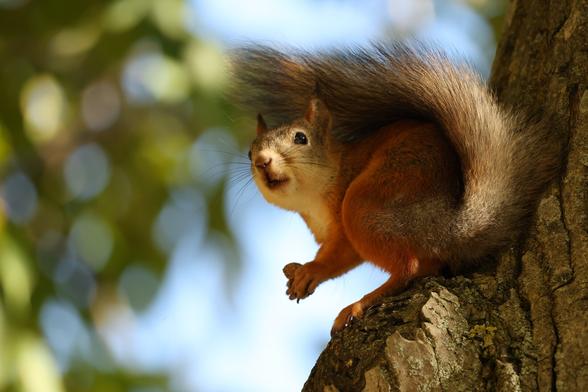 A photo of a red squirrel in a tree on a sunny day in September. The squirrel is holding a nut in its hands.