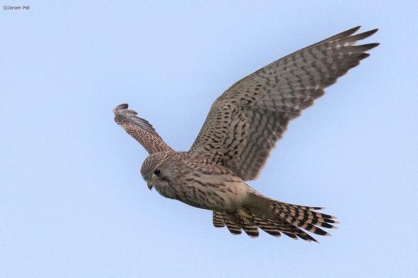 Torenvalk, hangend in de lucht

Kestrel, hanging in the air
