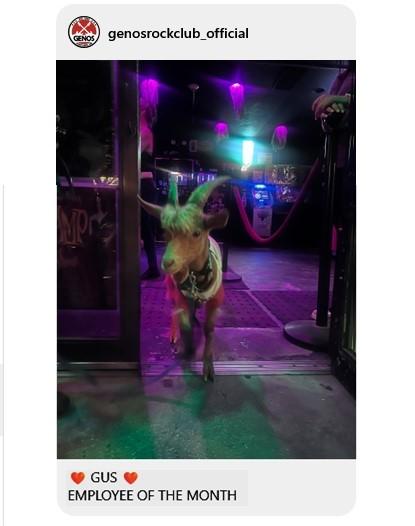 An instagram post from Geno's Rock Club Official, showing a light-colored goat with horns and wearing a collar, entering a bar with purple and green lighting.
Text: <3 GUS <3
EMPLOYEE OF THE MONTH