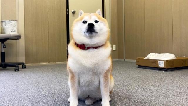 座ってエヘエヘしていると、しゃっくりが出た柴犬
