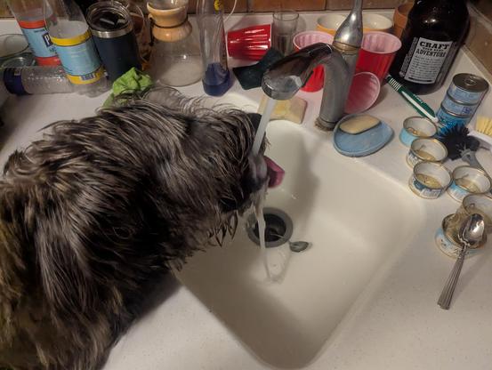 The black and tan head of a big shaggy Irish Wolfhound, drinking from a running faucet over a kitchen sink.