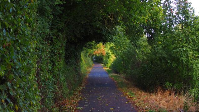 Hohlweg durch herbstlich gefärbte Büsche