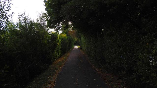 Hohlweg durch herbstlich gefärbte Büsche