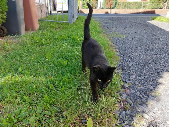 Mausi the Cat