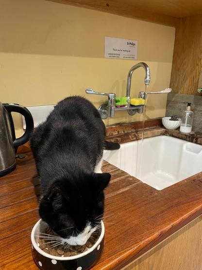 Black and white cat eating from a cat food bowl