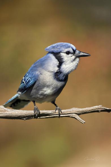 Geai bleu 
Reconnaissable à son plumage éclatant et sa crête expressive, le Geai bleu est un oiseau emblématique des forêts et banlieues du Québec.