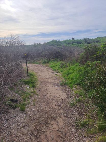 Sandy path through coastal heathland with a red belly black snake visible on the right hand side of the path.