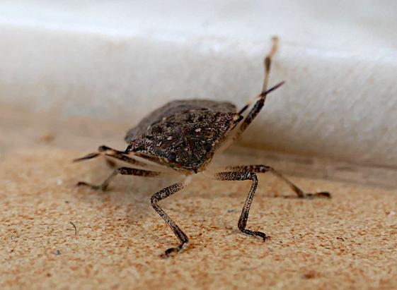 Foto van wants (een insect) bij richel