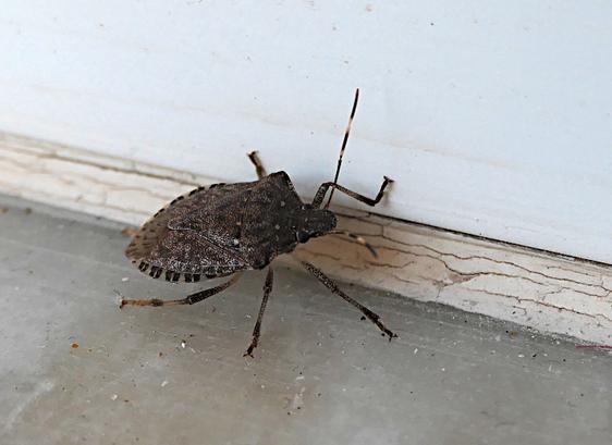 Foto van wants (een insect) bij plint