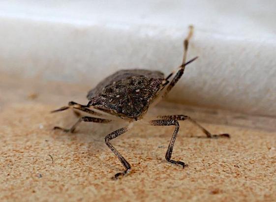 Foto van wants (een insect) bij richel