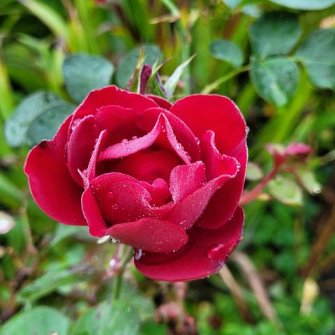 Blühende rote Rose mit Tautropfen