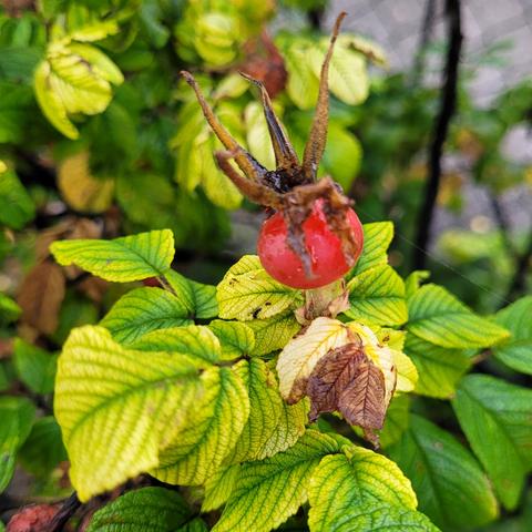 Rote Hagebutte mit "Krönchen"
