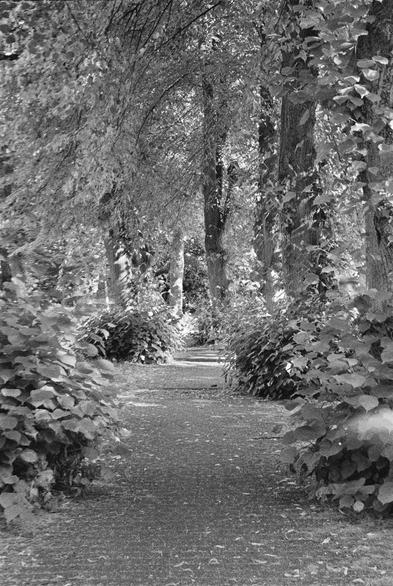 A shaded footpath winds through a tunnel of summer foliage, lined with tall trees and dense undergrowth. Sunlight filters faintly through the canopy, creating dappled highlights on the ground and leaves. The black-and-white image shows pronounced grain, with a slight local light leak in the lower right third. (Photo by me, CC-BY-4.0, Kodak T-Max P3200 @ EI 1600, push +1, Zeiss Sonnar 50 mm f/2 1950s, slight edits on the scans)