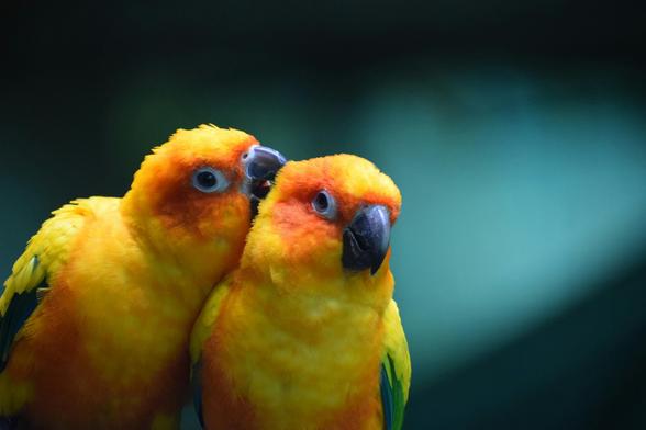 adorable birb couple. The one of the left is grooming (or kissing, depending how you see it) the birb on the right. sho cute!