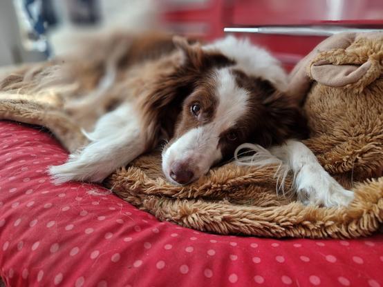 Hund liegt auf hundebett